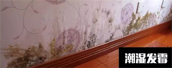 〖家裝資訊臺(tái)〗潮濕天氣，房子剪開壁紙全是蘑菇