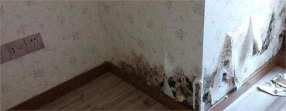 墻紙發霉剝落